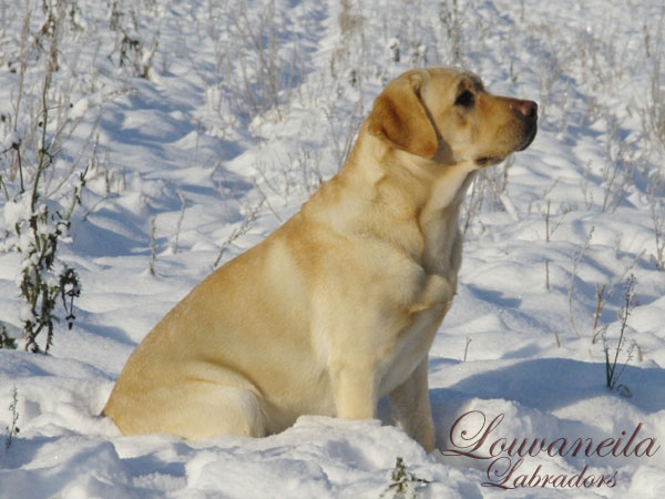 Nos Chiens décembre 2010
